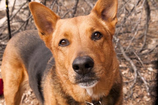 2018 Santa Fe New Mexican Pet Calendar 360 Photo Contest